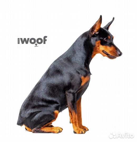 Цвергпинчер