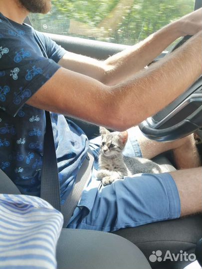 Кошка в дар