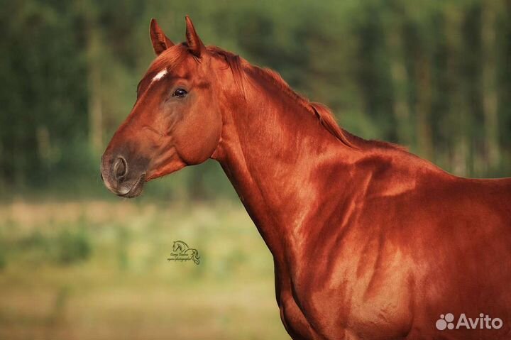 Жеребцы в спорт 2019г.р и 2018