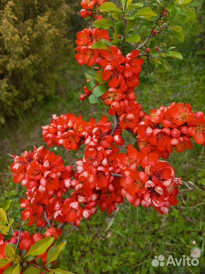 Айва японская хеномелес