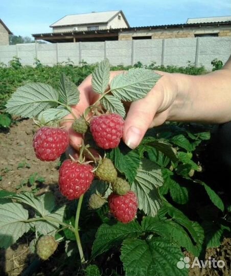 Малина саженцы