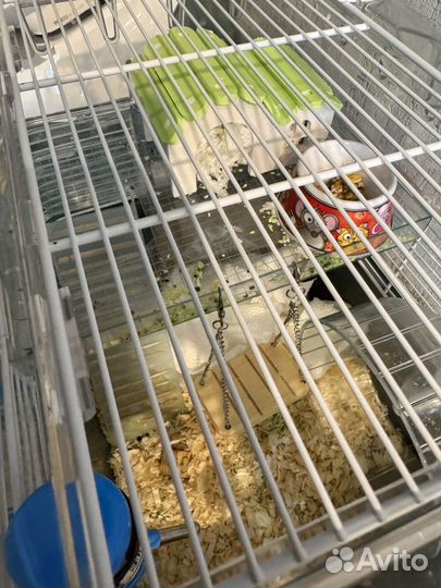 Продам хомяка (можно с клеткой)