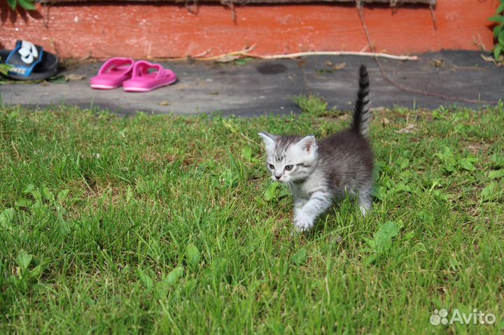 Котенок девочка в добрые руки