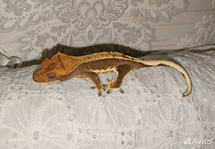 Бананоед с террариумом