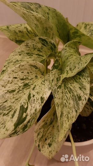 Сциндапсус эпипремнум редкие сорта