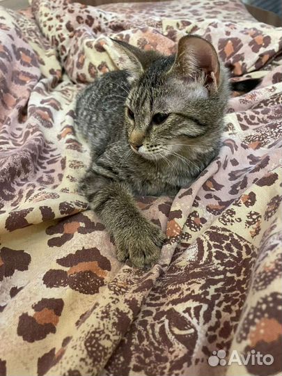 Котенок в добрые руки