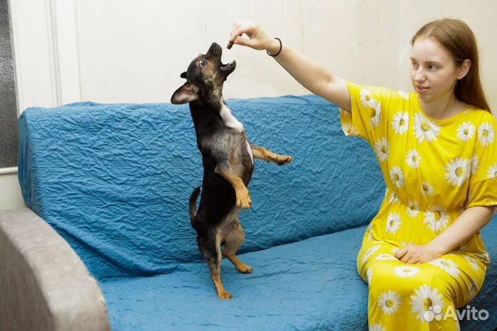Собака в добрые руки