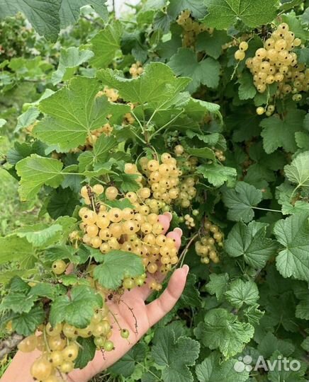 Смородина белая 