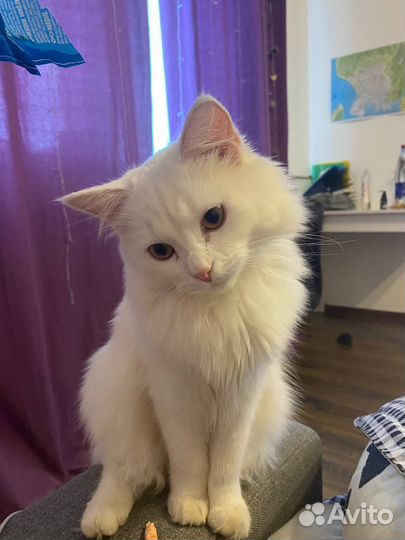 Ласковая кошечка