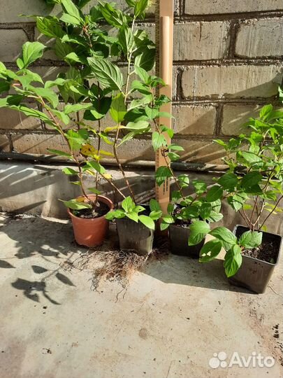 Гортензия метельчатая