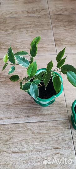 Фикус бенджамина