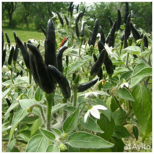 Семена острых перцев