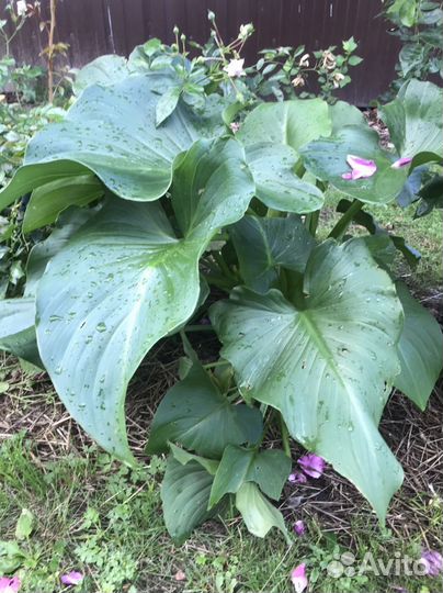 Калла эфиопская