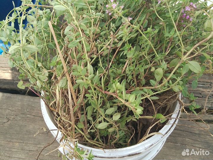 Чабрец (тимьян)