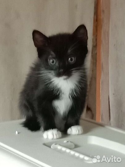 Котята в дар