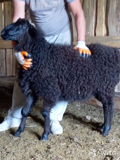 Овцы бараны ягнята