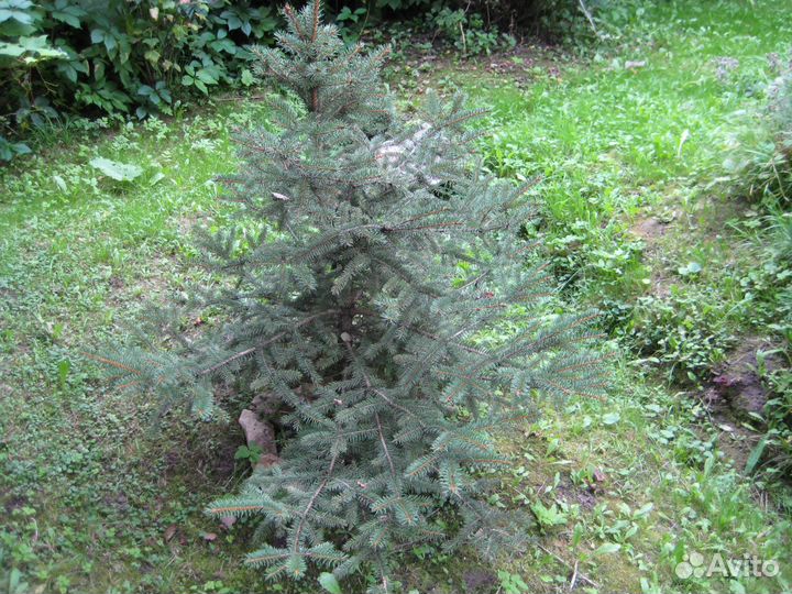 Саженцы ель,сосна