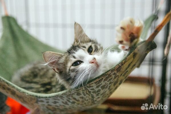 Котёнок Энрике