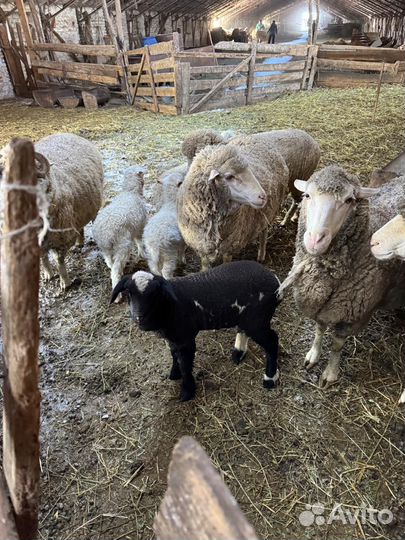 Овцы матки с ягнятами