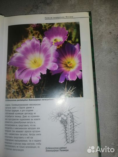 Книги о кактусах