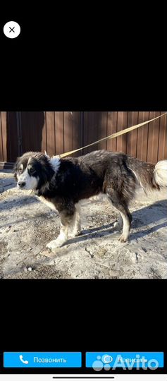 Собака в добрые руки отдам бесплатно