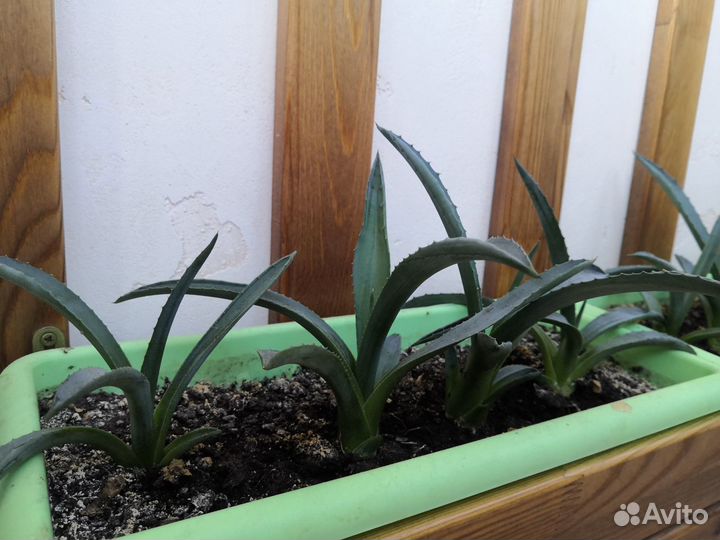 Агава голубая