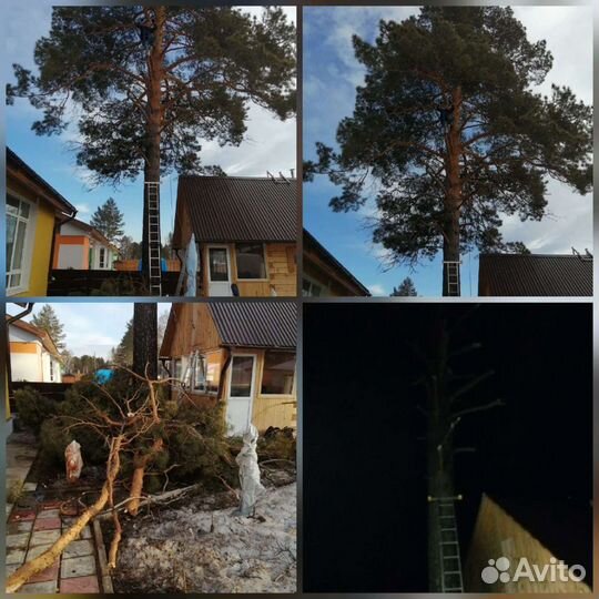 Спил деревьев