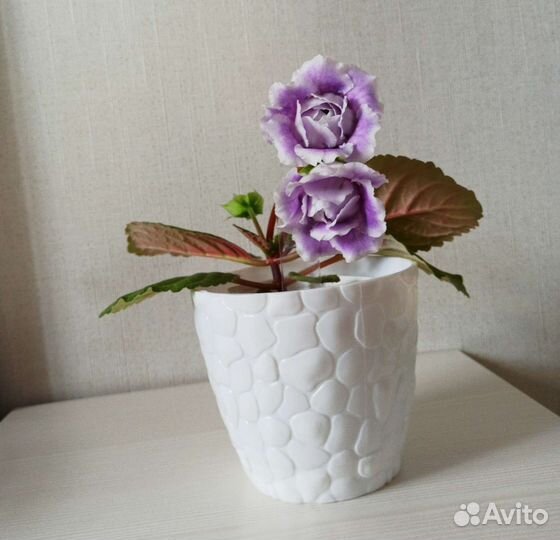 Фиалка, глоксиния и др комнатные растения