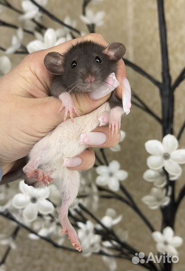 Декоративная крыса дамбо. Крысы дамбо. Крысята