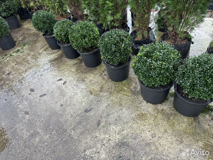 Туя,можжевельник,кипарис,самшит,фотинья
