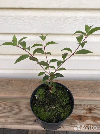 Садовые растения