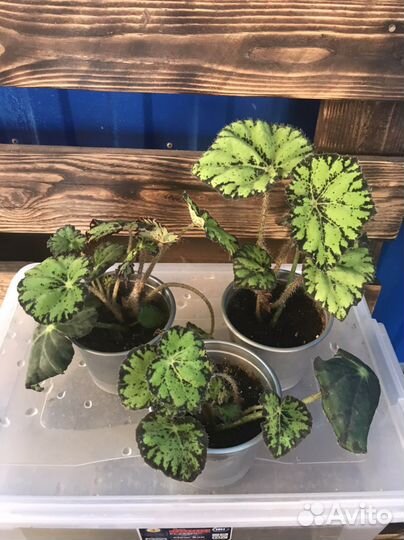 Комнатные растения цветы