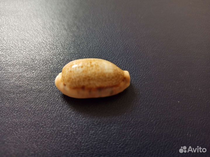 Морская раковина