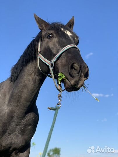 Конь под любителя