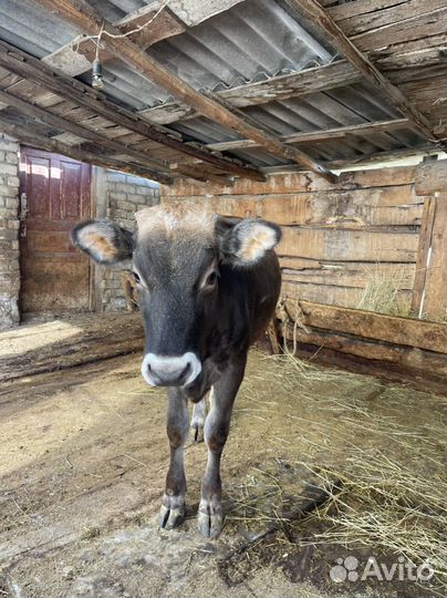 Телочка 11 месяцев