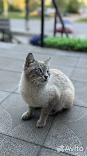 Кот в добрые руки