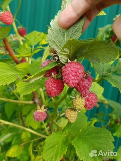 Малина, клубника, земляника, смородина, ежевика