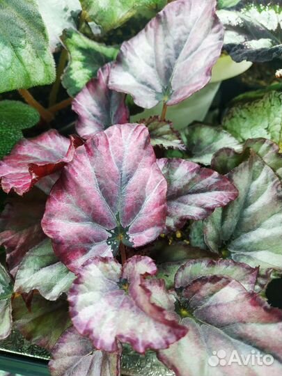 Бегония декоративно-лиственная на срез