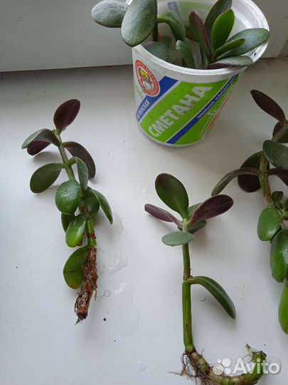 Толстянка, денежное дерево, отводки