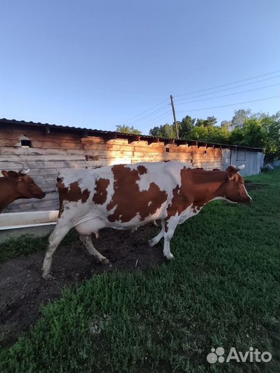 Корова высокоудойная 25 литров