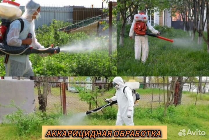 Дезинфекция, дезинсекция, тараканов, крыс, мышей