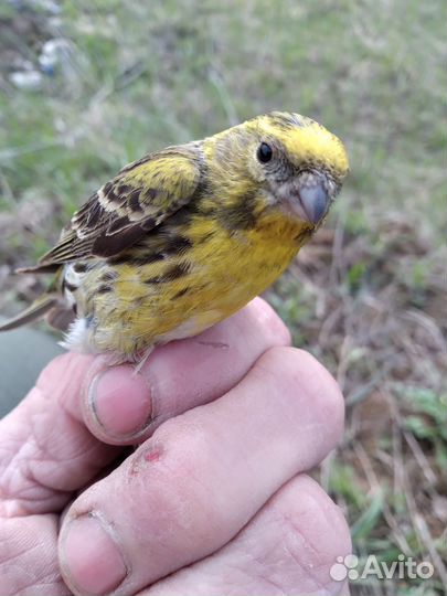 Певчие птицы кенореечный вьерок