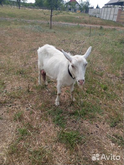 Продаются козы
