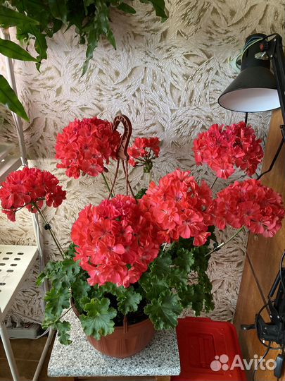 Взрослые кусты сортовых пеларгоний