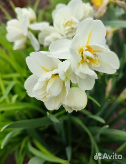 Нарцисс луковицы