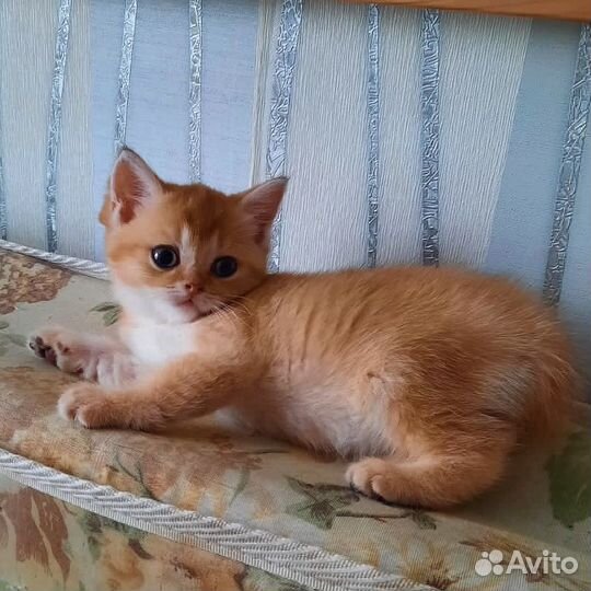 Шотланская кошечка