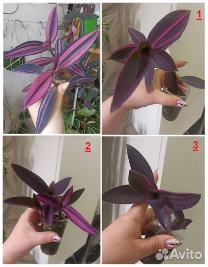 Педилантус,традесканция,фикус,пеларгония,декабрист