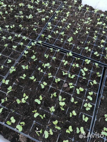 Рассада капусты