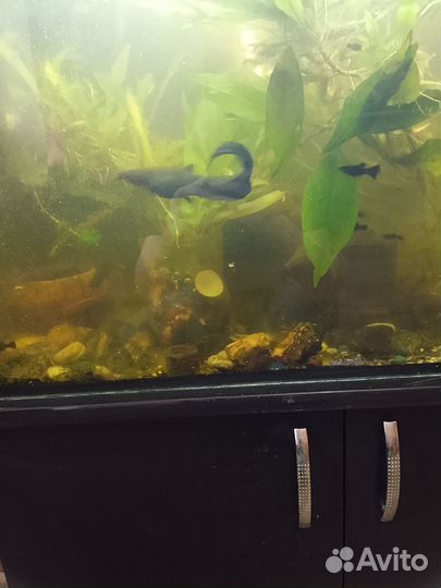 Аквариумные рыбки с аквариумом на 120 литров