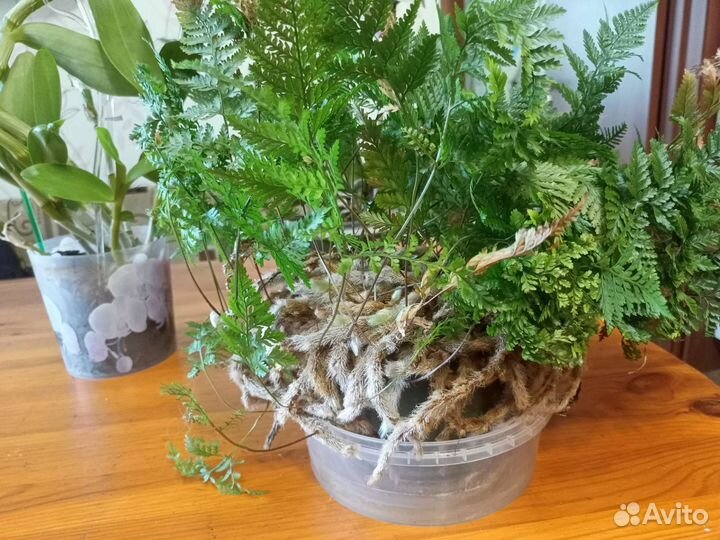 Папоротник Даваллия